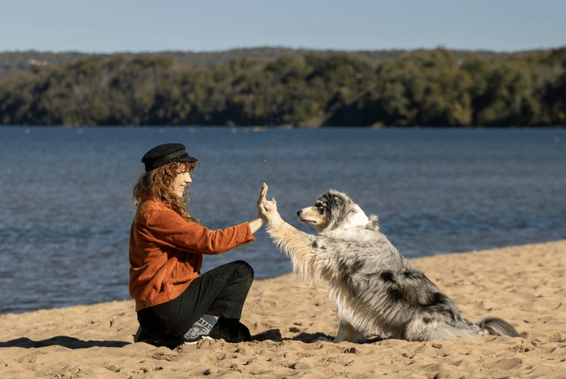 Person and dog giving each other a high five on a sandy beach